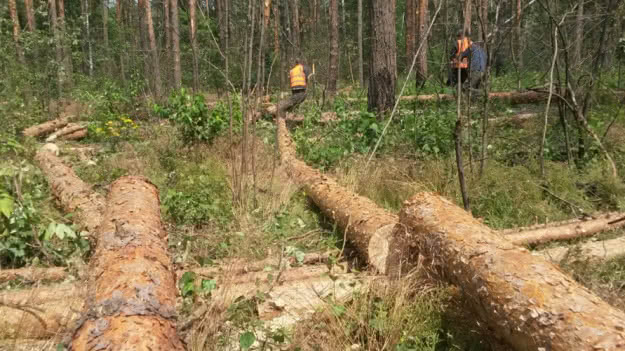 Киеврада подготовила проект решения о введении моратория на сплошную вырубку леса вокруг Киева