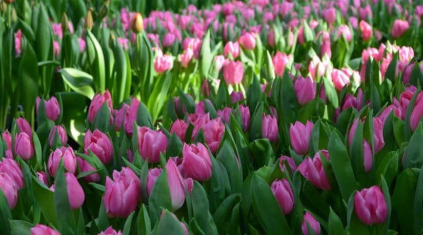 На 8 марта розы являются лидером рынка, а тюльпаны набирают популярность