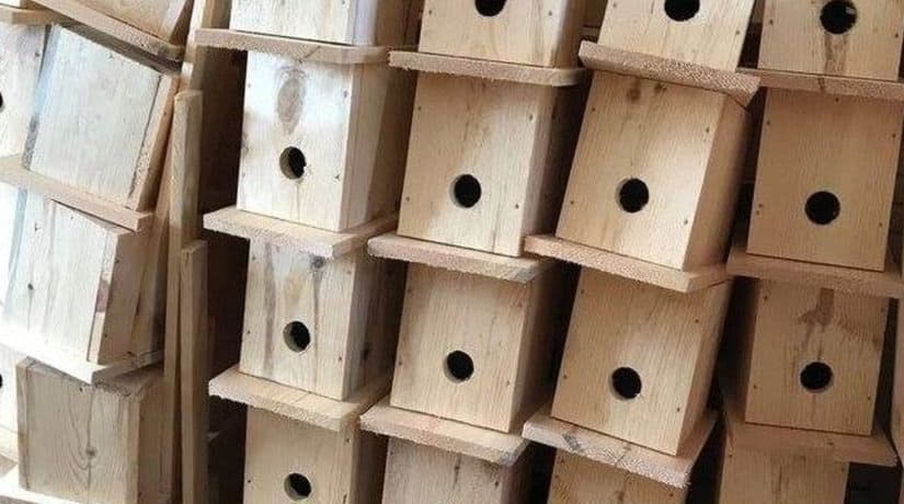 «Киевзеленбуд» приглашает жителей города приобщиться к развешиванию домиков для птиц