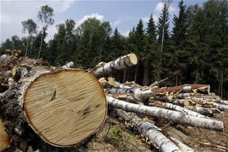 Киеврада запретила сплошную санитарную вырубку лесов