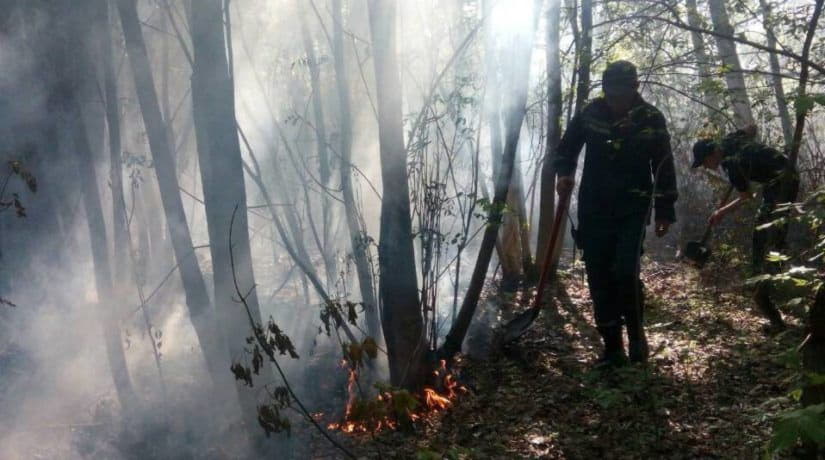Спасатели ликвидировали пожар на Трухановом острове