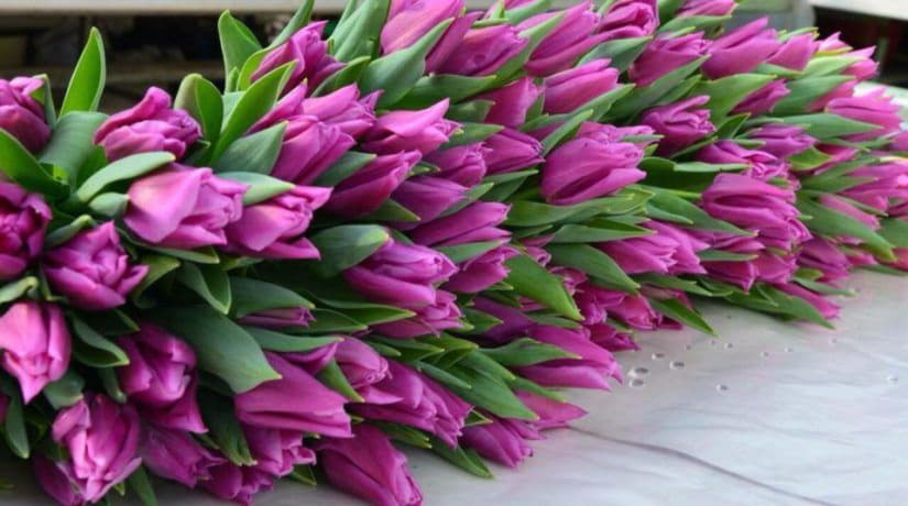 В апреле на Певческом поле состоится цветочный фестиваль «Тюльпановая Одиссея»