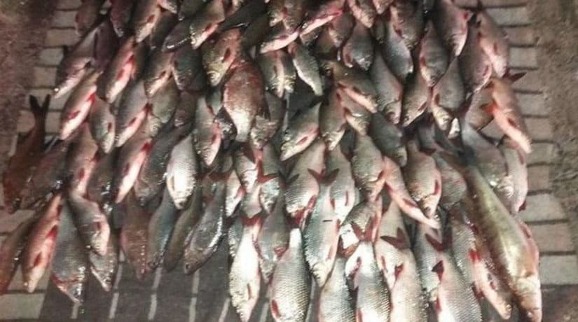 На Каневском водохранилище задержаны браконьеры с уловом рыбы на 10 тысяч гривен