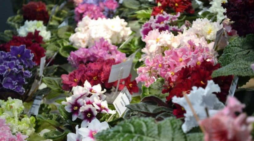 Квіти, що дарують літо. Нові ексклюзивні сорти фіалок та колекції із понад сотні видів – на виставці у Києві