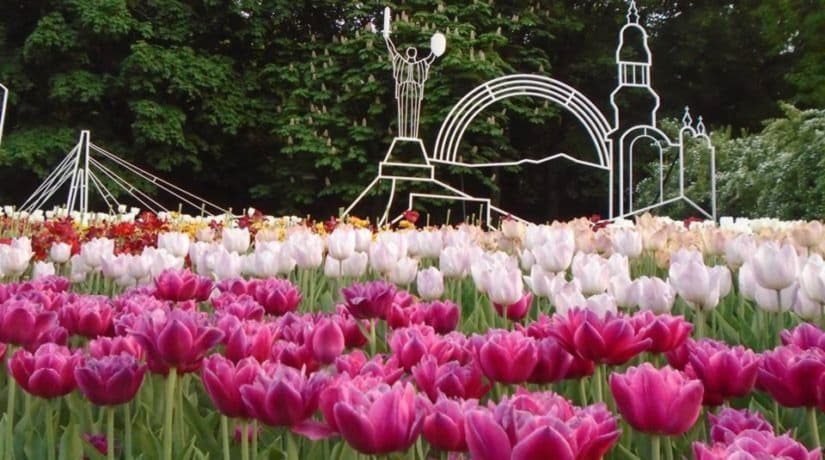 Открытие выставки тюльпанов на Певческом поле перенесли