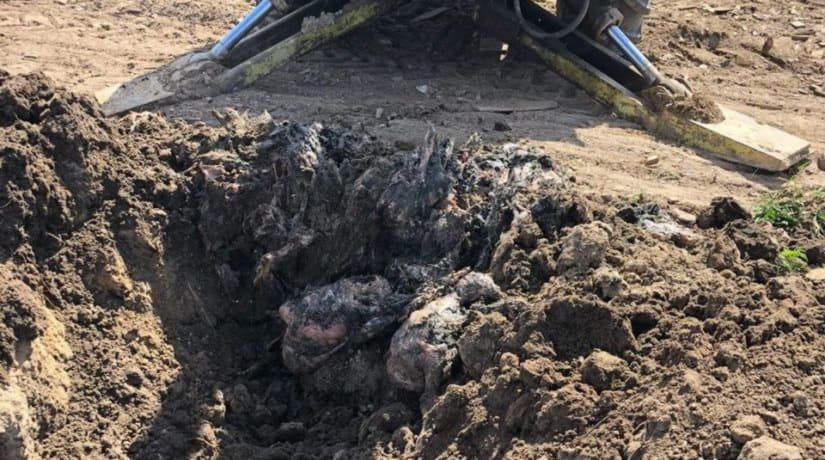 Владельцы агрохолдинга задержаны за создание птичьего могильника в Киевской области