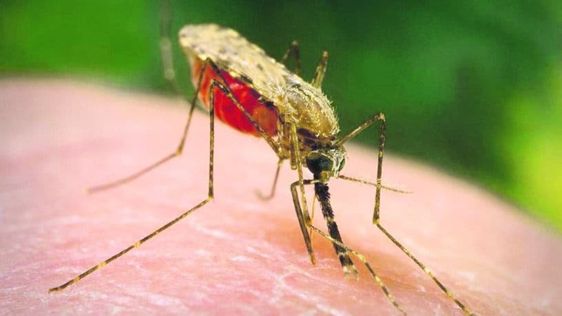 С начала года в Киеве от малярии умерли два человека