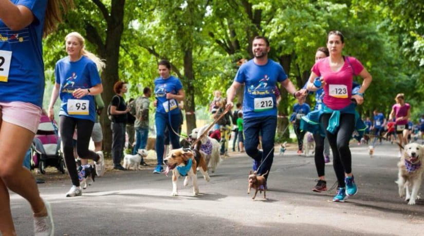В парке «Муромец» состоится благотворительный забег с собаками