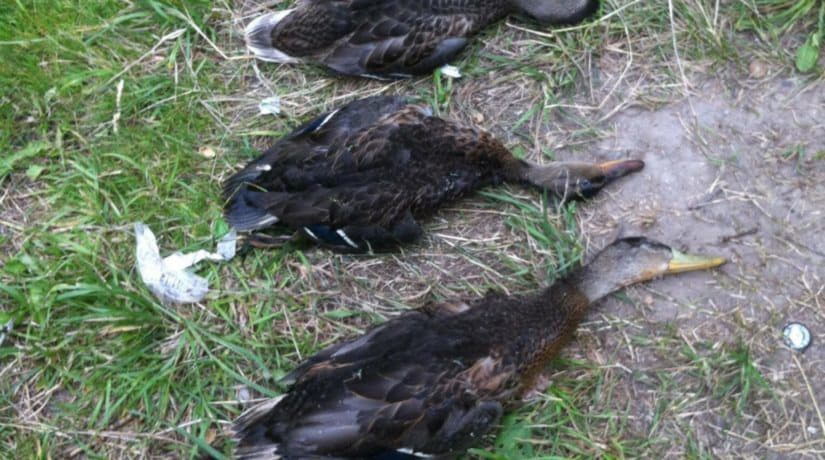 В Голосеевском районе на озере массово умирают птицы