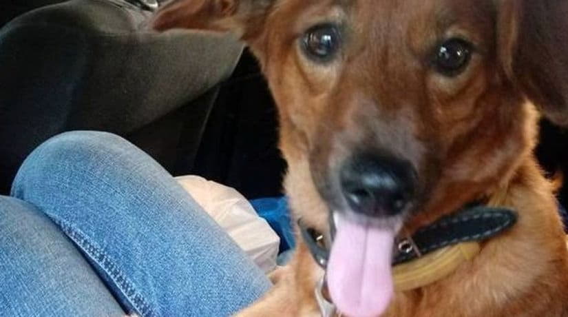 На Нивках несколько домашних собак погибли в результате отравления ядом