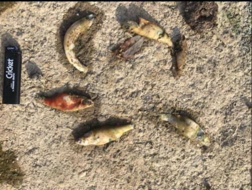 В Киевской области на реке Рось зафиксирован замор рыбы и раков