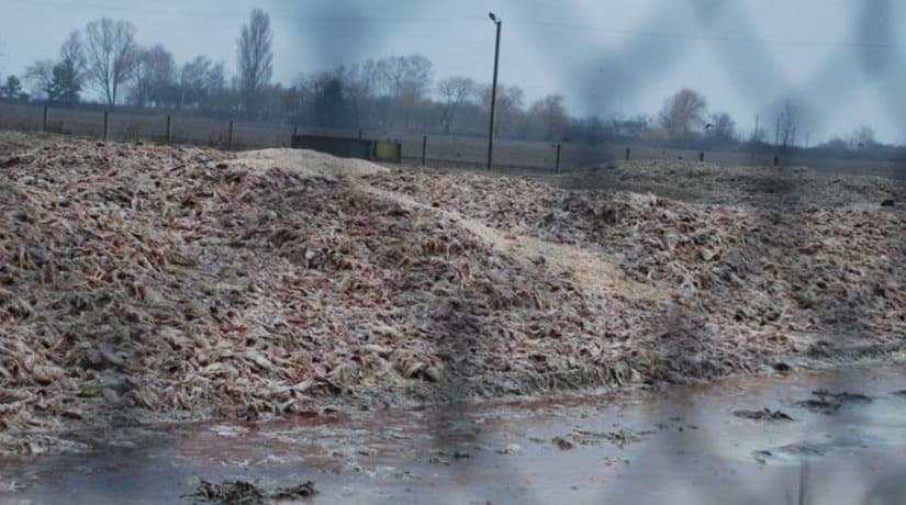 В Киевской области обнаружены тонны тухлых куриных тушек